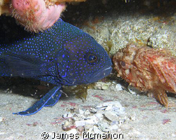 An unlikely couple.  A Western Blue Devil Fish canoodles ... by James Mcmahon 